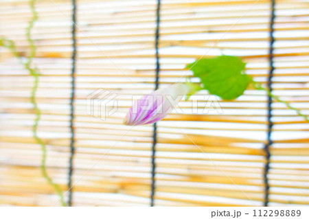 アサガオ 朝顔 あさがお つぼみ アサガオ 朝顔 あさがお つぼみ 112298889