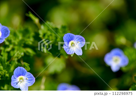 オオイヌノフグリ 112298975