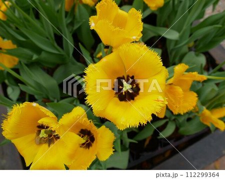 花 フラワー お花 112299364