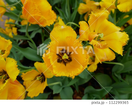 花 フラワー お花 112299365