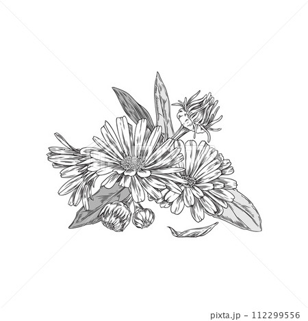Calendula flowers, buds with leaves vector engraved hand drawn bouquet, blossom tea plant ayurvedic medical organic herb Calendula flowers, buds with leaves vector engraved hand drawn bouquet, blossom tea plant ayurvedic medical organic herb 112299556