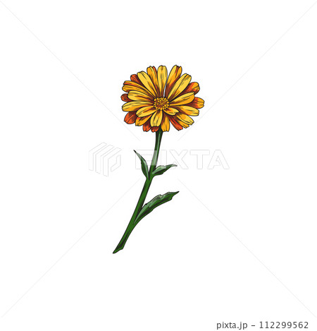 Calendula or marigold flower vector hand drawn, beautiful blossom orange daisy flower on a stem, tea plant, organic herb 112299562