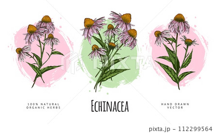 Echinacea purpurea flowers hand drawn set on watercolor stain, floral label vector design, natural organic herb 112299564
