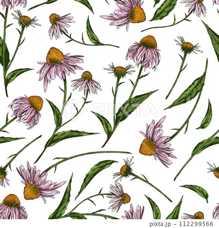 Echinacea purpurea flower hand drawn on floral seamless pattern vector design, blossom medical healing organic herb 112299566