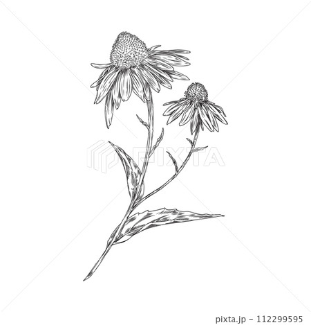 Echinacea flower engraved hand drawn, vector medical herb, beautiful blossom Echinacea branch, flowers with leaves 112299595