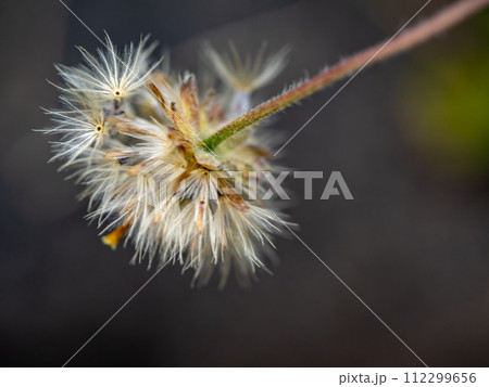 The seed of a Tridax Daisy flower when withering 112299656