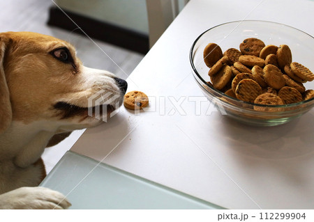 Alone in the kitchen, a hungry beagle dog tries to reach for the cookies left by the owner. Alone in the kitchen, a hungry beagle dog tries to reach for the cookies left by the owner. 112299904