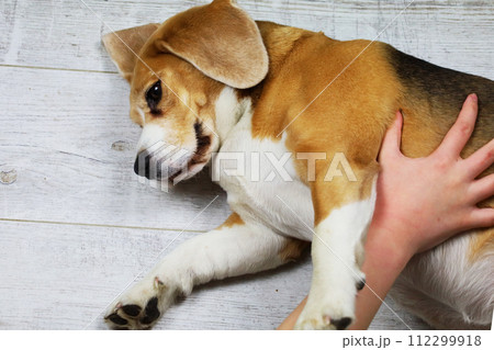 the owner is stroking a beagle dog, the dog is lying on its back and rejoicing. 112299918