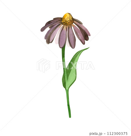 Watercolor illustration. Echinacea flower hand drawn in watercolor, purple petals, yellow center, green stem on a white background. Suitable for printing on fabric and paper, for creativity and design 112300375