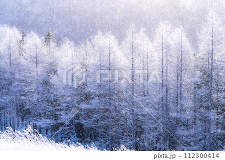 《長野県》ダイヤモンドダストが舞う霧氷の原生林・冬の霧ヶ峰高原 《長野県》ダイヤモンドダストが舞う霧氷の原生林・冬の霧ヶ峰高原 112300414