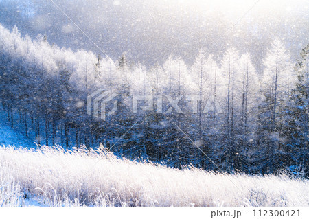 《長野県》ダイヤモンドダストが舞う霧氷の原生林・冬の霧ヶ峰高原 《長野県》ダイヤモンドダストが舞う霧氷の原生林・冬の霧ヶ峰高原 112300421