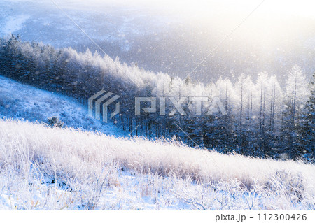 《長野県》ダイヤモンドダストが舞う霧氷の原生林・冬の霧ヶ峰高原 112300426