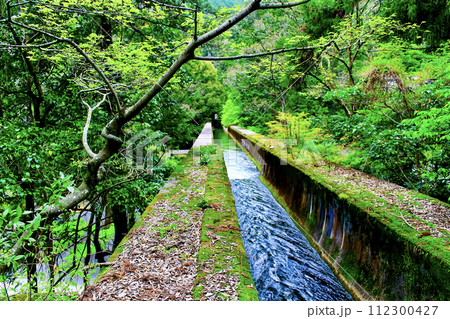 【京都】春の南禅寺　水路閣上部から望む琵琶湖方面へ続く水路 112300427