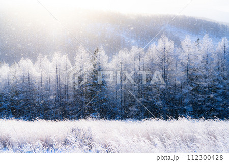 《長野県》ダイヤモンドダストが舞う霧氷の原生林・冬の霧ヶ峰高原 112300428