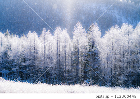 《長野県》ダイヤモンドダストが舞う霧氷の原生林・冬の霧ヶ峰高原 112300448