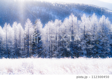 《長野県》ダイヤモンドダストが舞う霧氷の原生林・冬の霧ヶ峰高原 112300450
