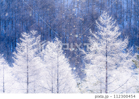 《長野県》ダイヤモンドダストが舞う霧氷の原生林・冬の霧ヶ峰高原 《長野県》ダイヤモンドダストが舞う霧氷の原生林・冬の霧ヶ峰高原 112300454