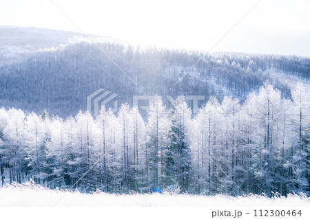 《長野県》ダイヤモンドダストが舞う霧氷の原生林・冬の霧ヶ峰高原 112300464