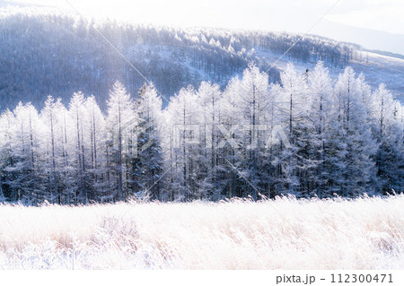《長野県》ダイヤモンドダストが舞う霧氷の原生林・冬の霧ヶ峰高原 《長野県》ダイヤモンドダストが舞う霧氷の原生林・冬の霧ヶ峰高原 112300471