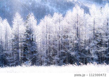 《長野県》ダイヤモンドダストが舞う霧氷の原生林・冬の霧ヶ峰高原 《長野県》ダイヤモンドダストが舞う霧氷の原生林・冬の霧ヶ峰高原 112300472