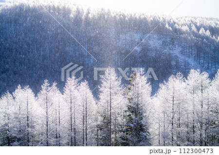 《長野県》ダイヤモンドダストが舞う霧氷の原生林・冬の霧ヶ峰高原 《長野県》ダイヤモンドダストが舞う霧氷の原生林・冬の霧ヶ峰高原 112300473