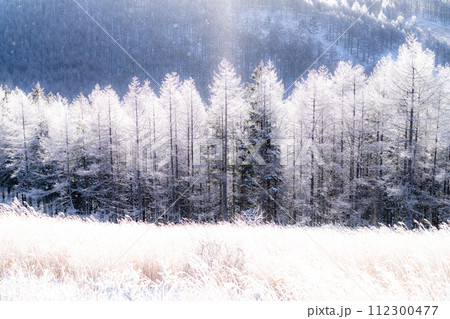 《長野県》ダイヤモンドダストが舞う霧氷の原生林・冬の霧ヶ峰高原 《長野県》ダイヤモンドダストが舞う霧氷の原生林・冬の霧ヶ峰高原 112300477
