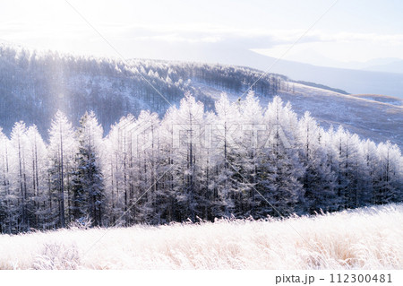 《長野県》ダイヤモンドダストが舞う霧氷の原生林・冬の霧ヶ峰高原 《長野県》ダイヤモンドダストが舞う霧氷の原生林・冬の霧ヶ峰高原 112300481