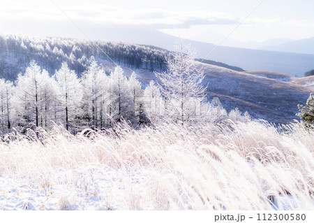 《長野県》ダイヤモンドダストが舞う霧氷の原生林・冬の霧ヶ峰高原 《長野県》ダイヤモンドダストが舞う霧氷の原生林・冬の霧ヶ峰高原 112300580
