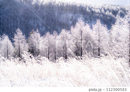 《長野県》ダイヤモンドダストが舞う霧氷の原生林・冬の霧ヶ峰高原 112300583