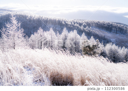 《長野県》ダイヤモンドダストが舞う霧氷の原生林・冬の霧ヶ峰高原 《長野県》ダイヤモンドダストが舞う霧氷の原生林・冬の霧ヶ峰高原 112300586