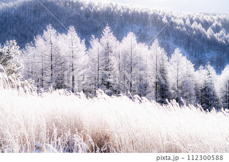 《長野県》ダイヤモンドダストが舞う霧氷の原生林・冬の霧ヶ峰高原 112300588