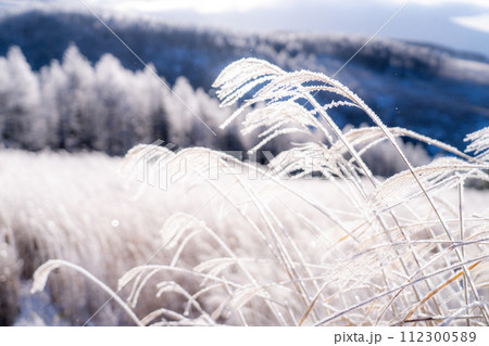 《長野県》ダイヤモンドダストが舞う霧氷の原生林・冬の霧ヶ峰高原 《長野県》ダイヤモンドダストが舞う霧氷の原生林・冬の霧ヶ峰高原 112300589