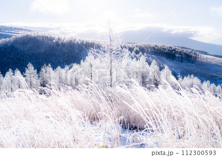 《長野県》ダイヤモンドダストが舞う霧氷の原生林・冬の霧ヶ峰高原 《長野県》ダイヤモンドダストが舞う霧氷の原生林・冬の霧ヶ峰高原 112300593