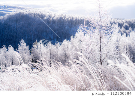 《長野県》ダイヤモンドダストが舞う霧氷の原生林・冬の霧ヶ峰高原 《長野県》ダイヤモンドダストが舞う霧氷の原生林・冬の霧ヶ峰高原 112300594