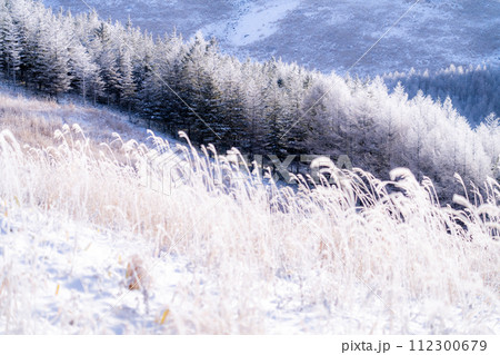 《長野県》霧氷の原生林・冬の霧ヶ峰高原 《長野県》霧氷の原生林・冬の霧ヶ峰高原 112300679