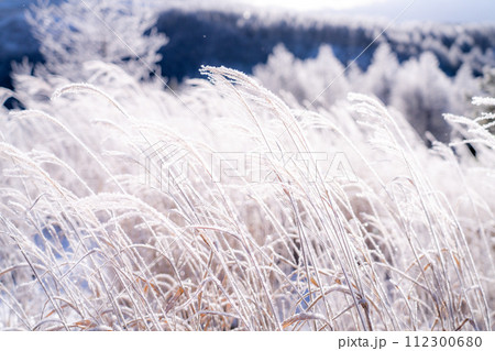 《長野県》霧氷の原生林・冬の霧ヶ峰高原 112300680