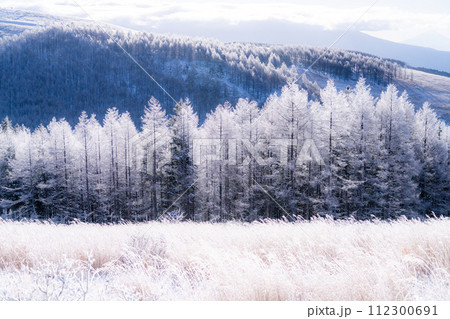 《長野県》霧氷の原生林・冬の霧ヶ峰高原 112300691