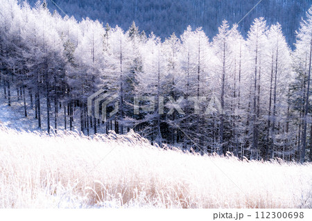 《長野県》霧氷の原生林・冬の霧ヶ峰高原 112300698