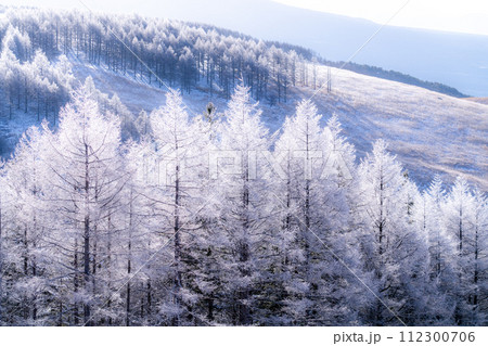 《長野県》霧氷の原生林・冬の霧ヶ峰高原 112300706
