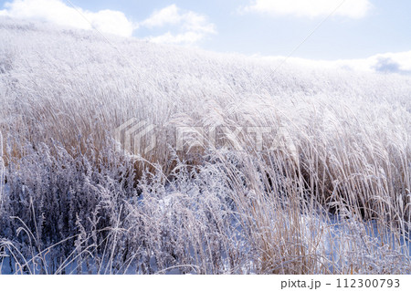 《長野県》霧氷の原生林・冬の霧ヶ峰高原 112300793