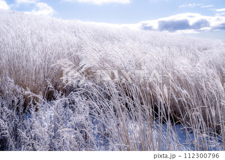 《長野県》霧氷の原生林・冬の霧ヶ峰高原 《長野県》霧氷の原生林・冬の霧ヶ峰高原 112300796