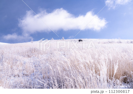 《長野県》霧氷の原生林・冬の霧ヶ峰高原 《長野県》霧氷の原生林・冬の霧ヶ峰高原 112300817