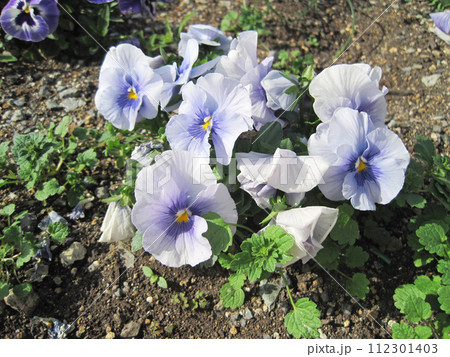 白と薄紫色のパンジーの花 112301403