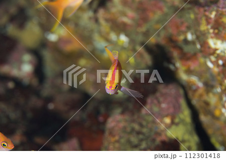 カラフルな魚 カラフルな魚 112301418