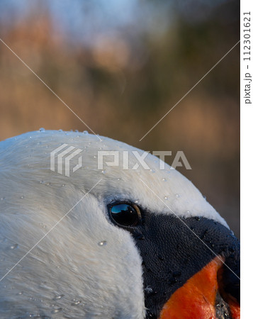 portrait of a swan on blue water portrait of a swan on blue water 112301621