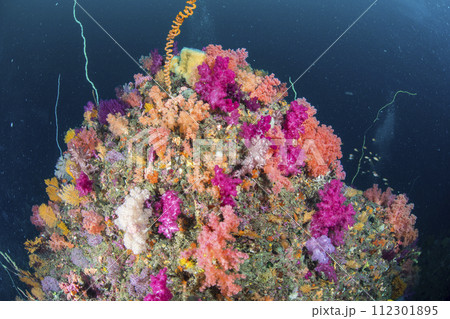 水中世界 112301895