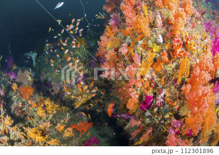 ダイビング 体験 伊豆 ダイビング 体験 伊豆 112301896