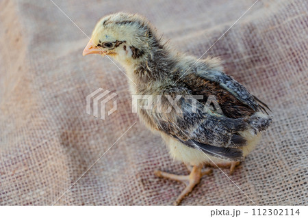 yellow chicken with black stripes and with eyeliner, farming yellow chicken with black stripes and with eyeliner, farming 112302114