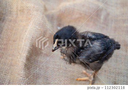 Cute black and gray chicken, farm animal Cute black and gray chicken, farm animal 112302118