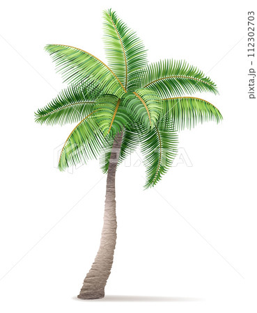 tropical palm tree with green foliage vector illustration 112302703